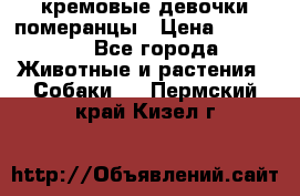 кремовые девочки померанцы › Цена ­ 30 000 - Все города Животные и растения » Собаки   . Пермский край,Кизел г.